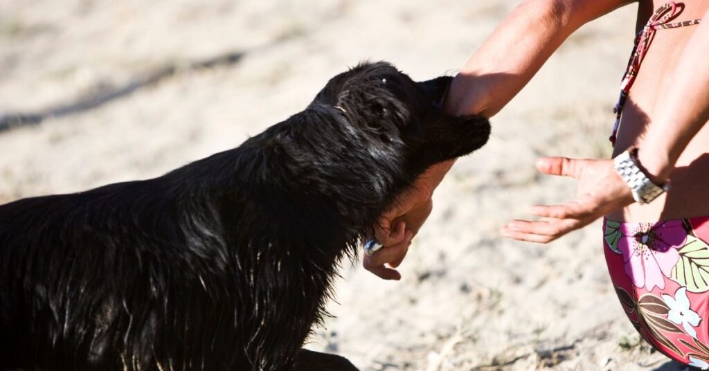 Proving Negligence After a Dog Bite Injury in California