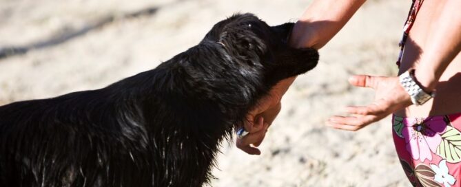 Proving Negligence After a Dog Bite Injury in California